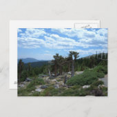 Bristlecone Pine Tree Briefkaart (Voorkant / Achterkant)