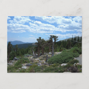 Bristlecone Pine Tree Briefkaart