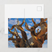 Bristlecone Pine Tree Briefkaart (Voorkant / Achterkant)