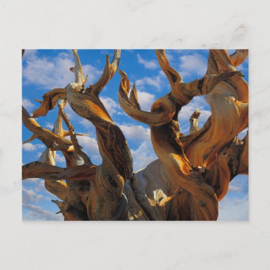 Bristlecone Pine Tree Briefkaart (Voorkant)