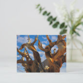 Bristlecone Pine Tree Briefkaart (Staand voorkant)