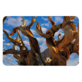 Bristlecone Pine Tree Magneet (Horizontaal)