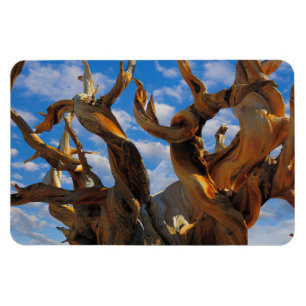 Bristlecone Pine Tree Magneet
