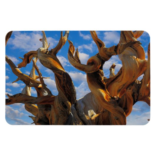 Bristlecone Pine Tree Magneet (Horizontaal)
