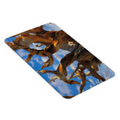 Bristlecone Pine Tree Magneet (Rechterzijde)