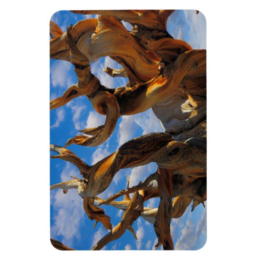 Bristlecone Pine Tree Magneet (Verticaal)