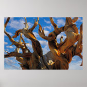 Bristlecone Pine Tree Poster (Voorkant)
