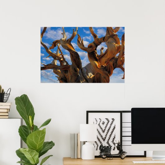 Bristlecone Pine Tree Poster (Thuiskantoor)
