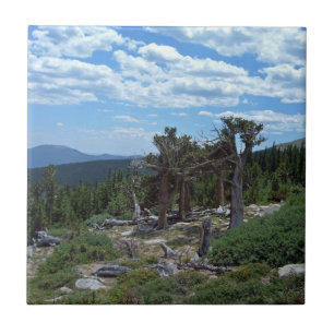 Bristlecone Pine Tree Tegeltje