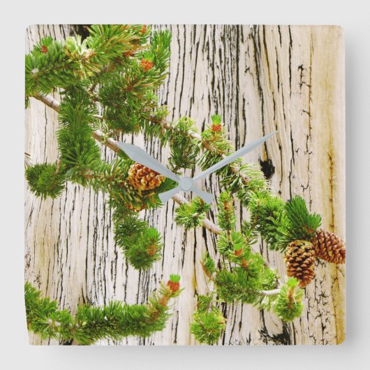 Bristlecone Pine Vierkante Klok (Voorkant)