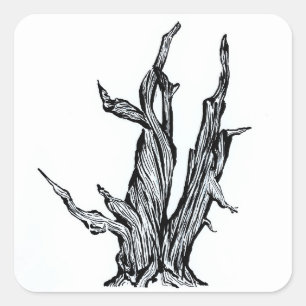 Bristlecone Pine Vierkante Sticker