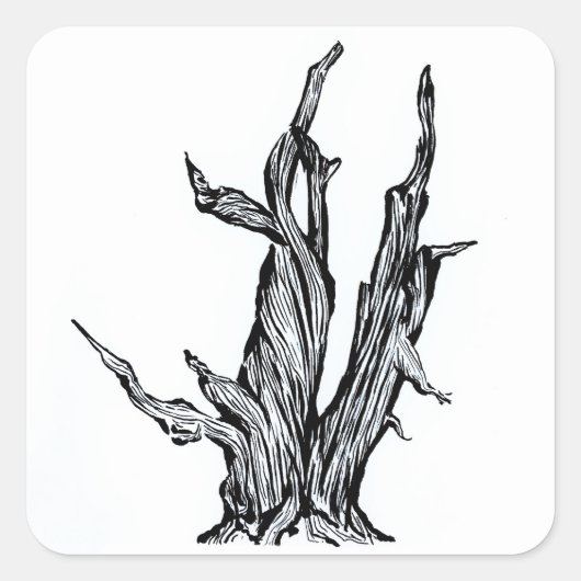 Bristlecone Pine Vierkante Sticker (Voorkant)