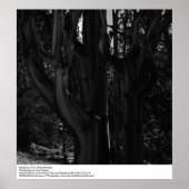 Bristlecone Pine, White Mountain, van Ansel Adams Poster (Voorkant)