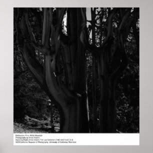 Bristlecone Pine, White Mountain, van Ansel Adams Poster