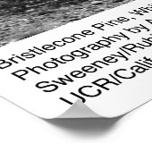 Bristlecone Pine, White Mountain, van Ansel Adams Poster (Hoek)