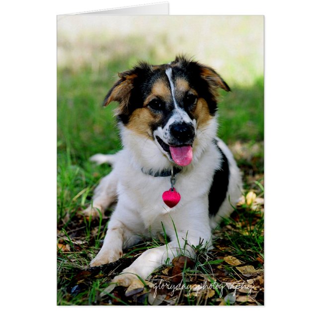 Bristol als puppy glorydayfotografie (Voorkant)