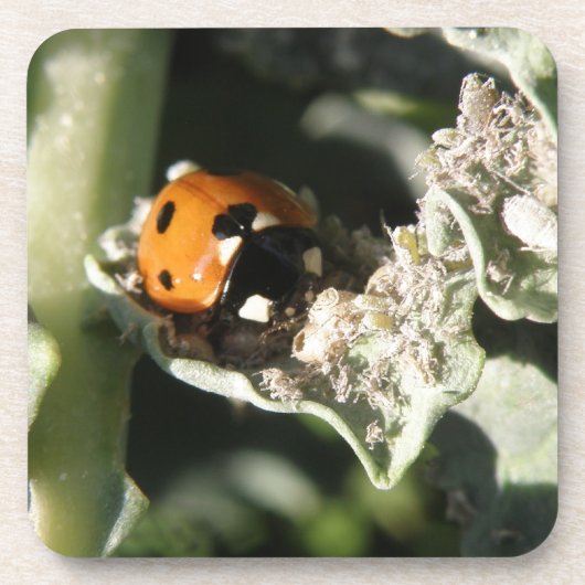 British 7 Spot Ladybug Cork Onderzetter (Voorkant)