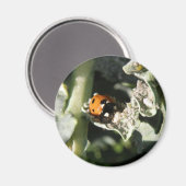 British 7 Spot Ladybug Magnet (Voorkant / Achterkant)