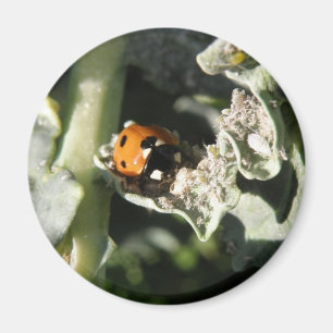 British 7 Spot Ladybug Magnet