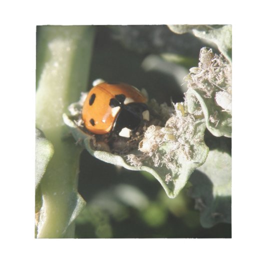 British 7 Spot Ladybug Notepad Notitieblok (Voorkant)