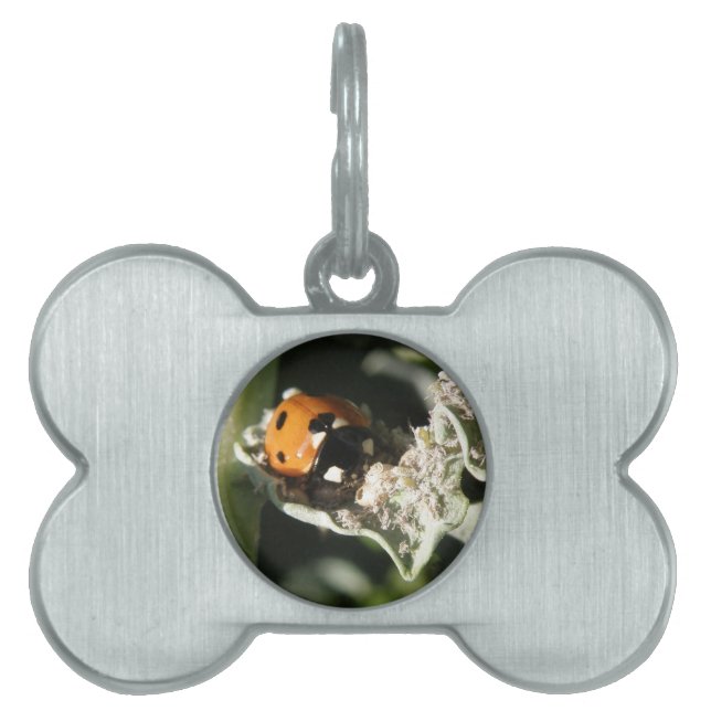 British 7 Spot Ladybug Pet Tag Huisdieren Naamplaatje (voorkant)