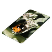 British 7 Spot Ladybug Premium Magnet Magneet (Linkerzijde)