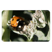 British 7 Spot Ladybug Premium Magnet Magneet (Horizontaal)