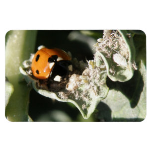 British 7 Spot Ladybug Premium Magnet Magneet