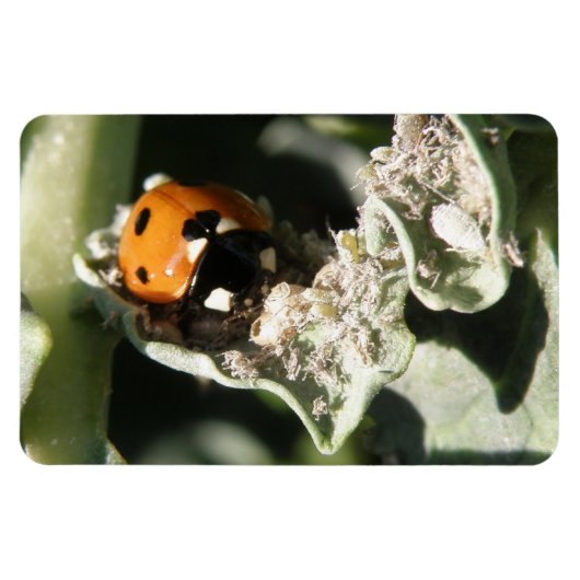British 7 Spot Ladybug Premium Magnet Magneet (Horizontaal)