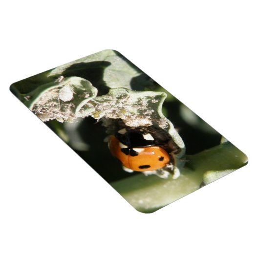 British 7 Spot Ladybug Premium Magnet Magneet (Rechterzijde)