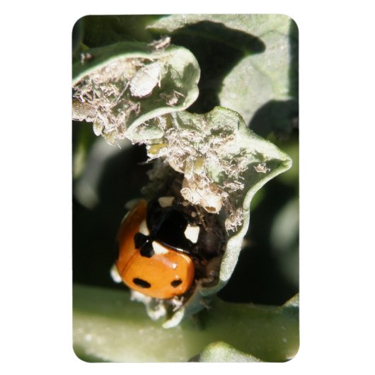British 7 Spot Ladybug Premium Magnet Magneet (Verticaal)