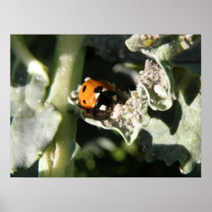 British 7 Spot Ladybug Print