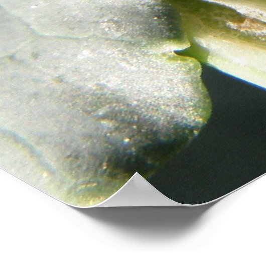 British 7 Spot Ladybug Print (Hoek)