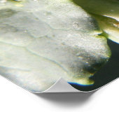 British 7 Spot Ladybug Print (Hoek)