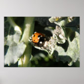 British 7 Spot Ladybug Print (Voorkant)