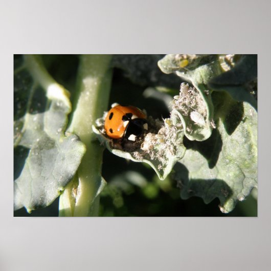 British 7 Spot Ladybug Print (Voorkant)