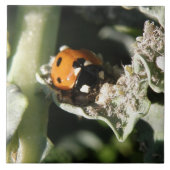British 7 Spot Ladybug Tile Tegeltje (Voorkant)