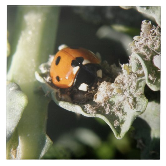 British 7 Spot Ladybug Tile Tegeltje (Voorkant)
