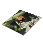 British 7 Spot Ladybug Tile Tegeltje (Zijkant)