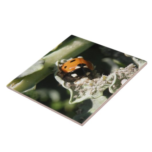 British 7 Spot Ladybug Tile Tegeltje (Zijkant)