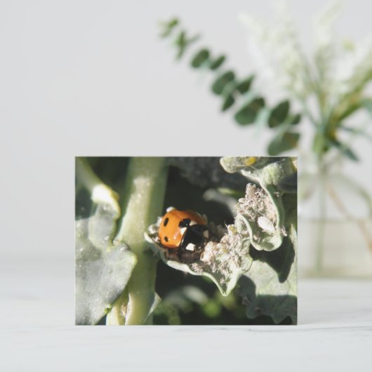 British 7 Spot lieveheersbeestje Briefkaart (Staand voorkant)