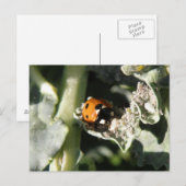 British 7 Spot lieveheersbeestje Briefkaart (Voorkant / Achterkant)