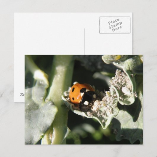 British 7 Spot lieveheersbeestje Briefkaart (Voorkant / Achterkant)