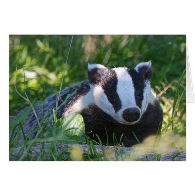 British Badger Kaart (Voorkant Horizontaal)