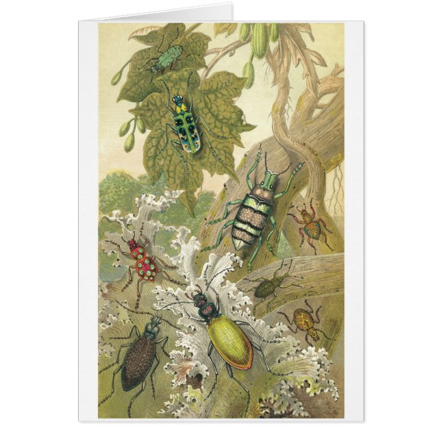 British Beetles (Voorkant)