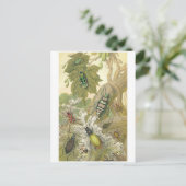 British Beetles Briefkaart (Staand voorkant)