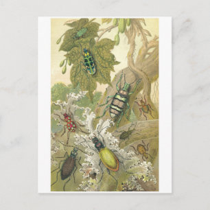 British Beetles Briefkaart