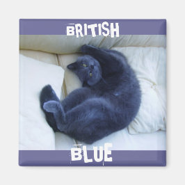 BRITISH BLUE CAT MAGNEET
