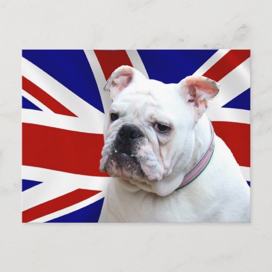 British Bulldog Briefkaart (Voorkant)