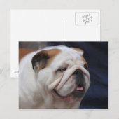 British Bulldog Briefkaart (Voorkant / Achterkant)